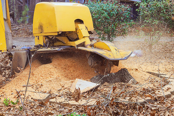 stump grinding